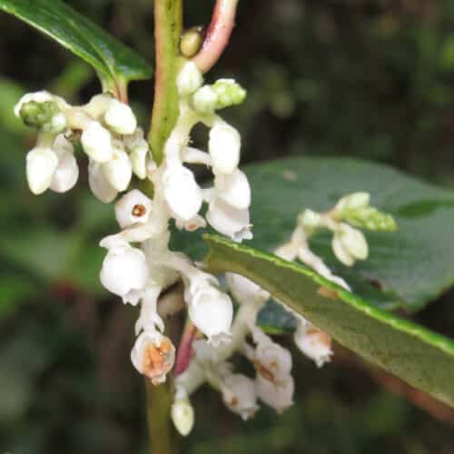 Gaultheria fragrantissima at Mannavan Shola, Anamudi Shola National Park, Kerala