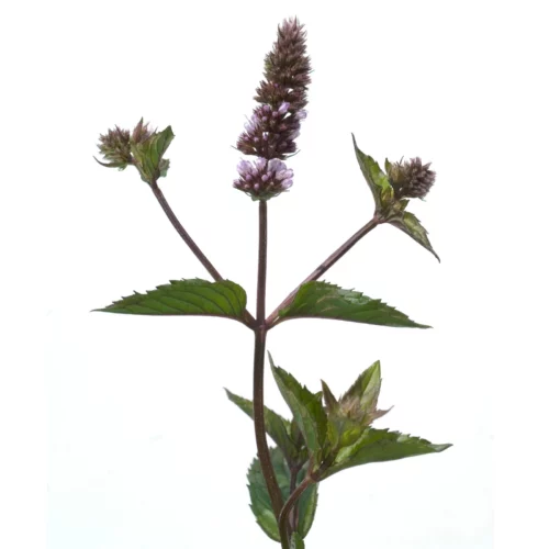 Mentha x piperita - iStock-655081164